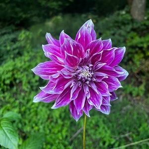Dahlia Pramie
